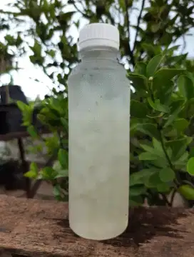 Minuman Lidah Buaya.