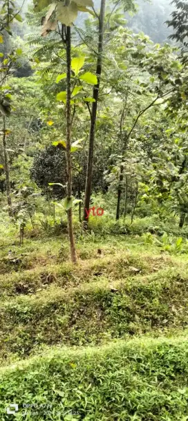 Jual tanah tegalan lokasi ngargoyoso luas 1,1Hektar hrg 110rb/mtr nego