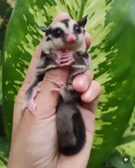 Sugar glider white face het creamino