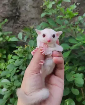 Sugar glider creamino