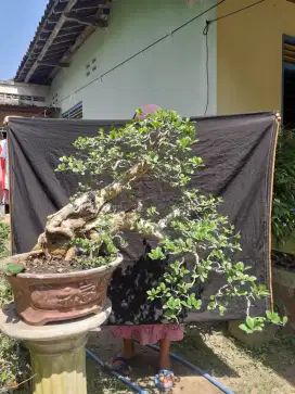 Bonsai sisir siap pajang ukuran medium