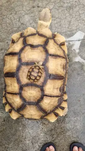 Sulcata 60cm jantan