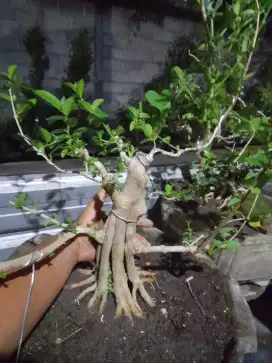 Bonsai sancang prokar