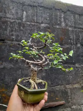 Bonsai sakura mikro