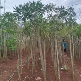 Tabebuya kuning tinggi 2meter