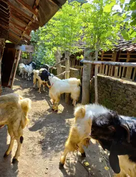 Kambing aqiqah jogja