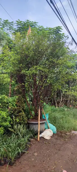 Pohon anggur berazil