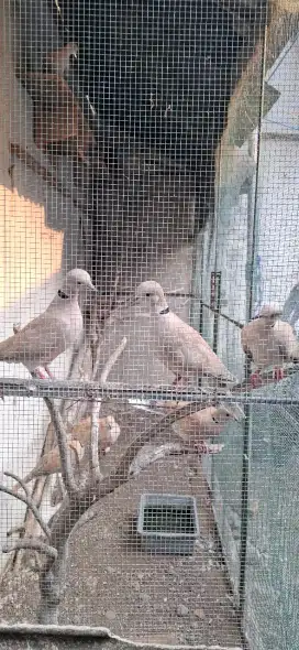 Burung puter borongan