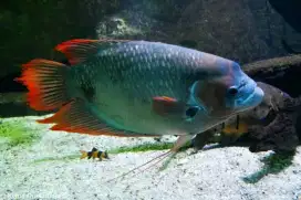 Ikan Gurame Sabah / Giant RedtaiL Gouramie