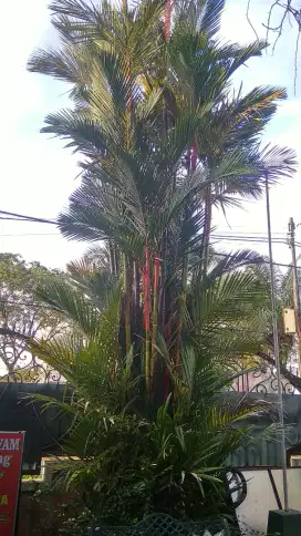 Pohon palem merah 8meter siap tanam nego cod rungkut gpl ganku