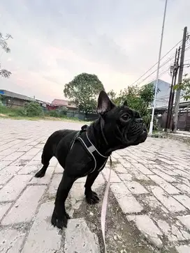 Di Jual Calon Indukan French Bulldog