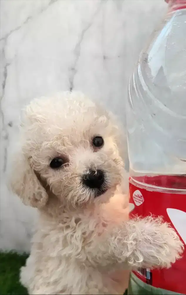 Di Jual Poodle Berkualitas