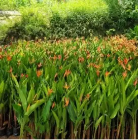 Pisang halykonia tinggi 70/1meter