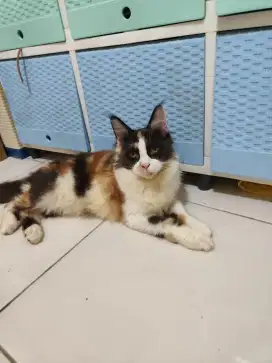 Kucing Mainecoon Calico Betina