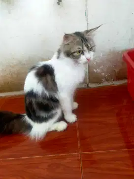 Persia mix maincone