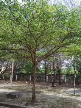 Pohon Ketapang 3 meter peneduh rumah peneduh taman