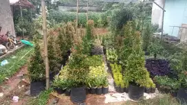 Pohon pucuk merah