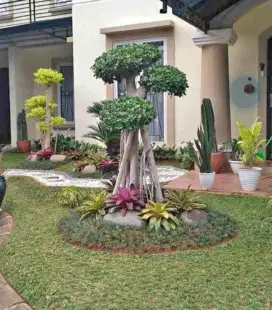 Rumput gajah mini subur