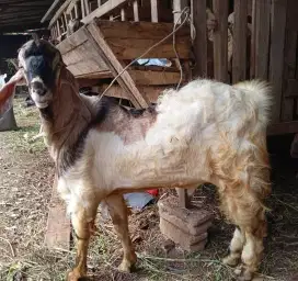 Kambing Qurban & Aqiqah