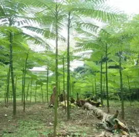 Pohon solobium /pakis Brazil tinggi2/ 3/4meter