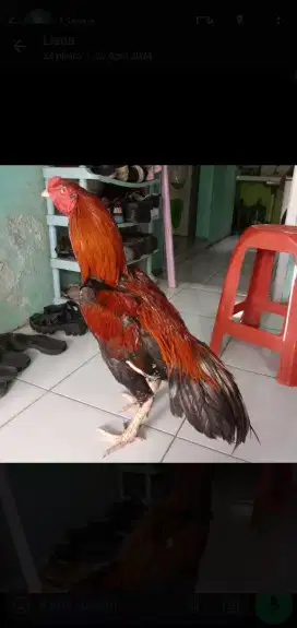 Ayam Bangkok Jumbo Jawara