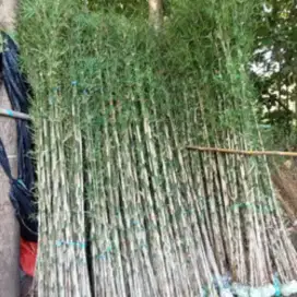 Pohon bambu jepang