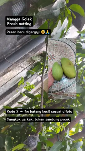 CANGKOK MANGGA GOLEK