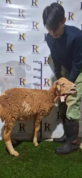 Aqiqah domba dan kambing jabodetabek