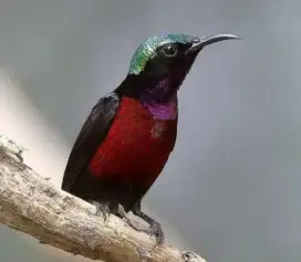Konin Natuna asli jaminan