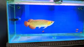 Arwana Arowana Super Red