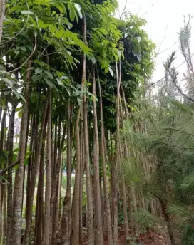 Pohon Mahoni, jenis pohon pelindung