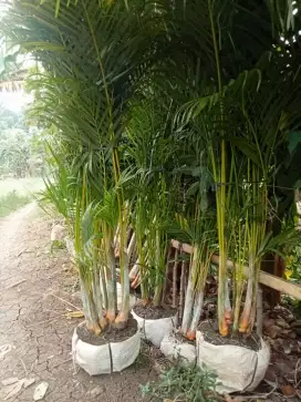 Pohon Palem Kuning