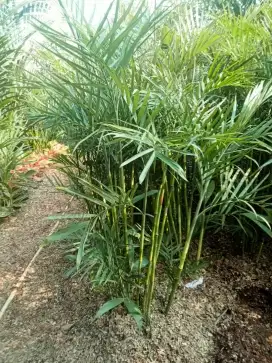 Pohon Palem komodoria
