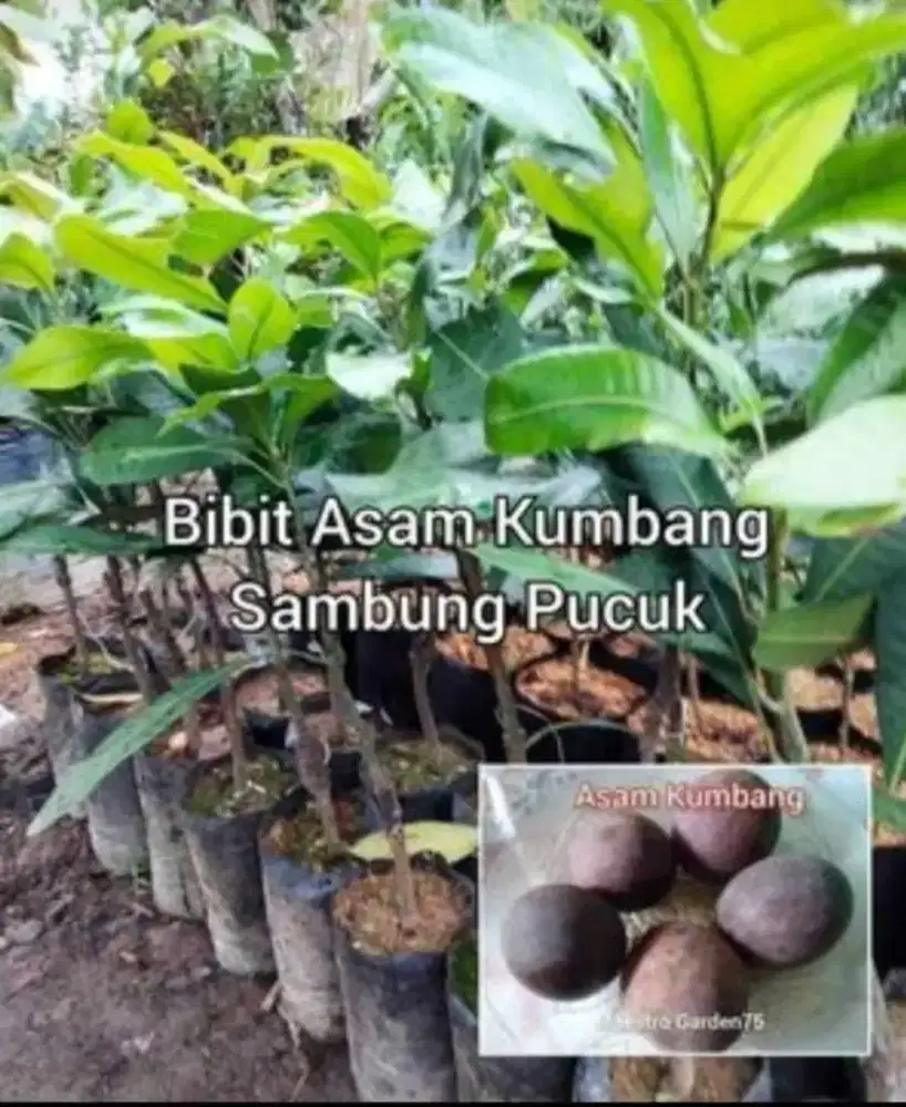 Bibit Asam Kumbang Sambung Pucuk