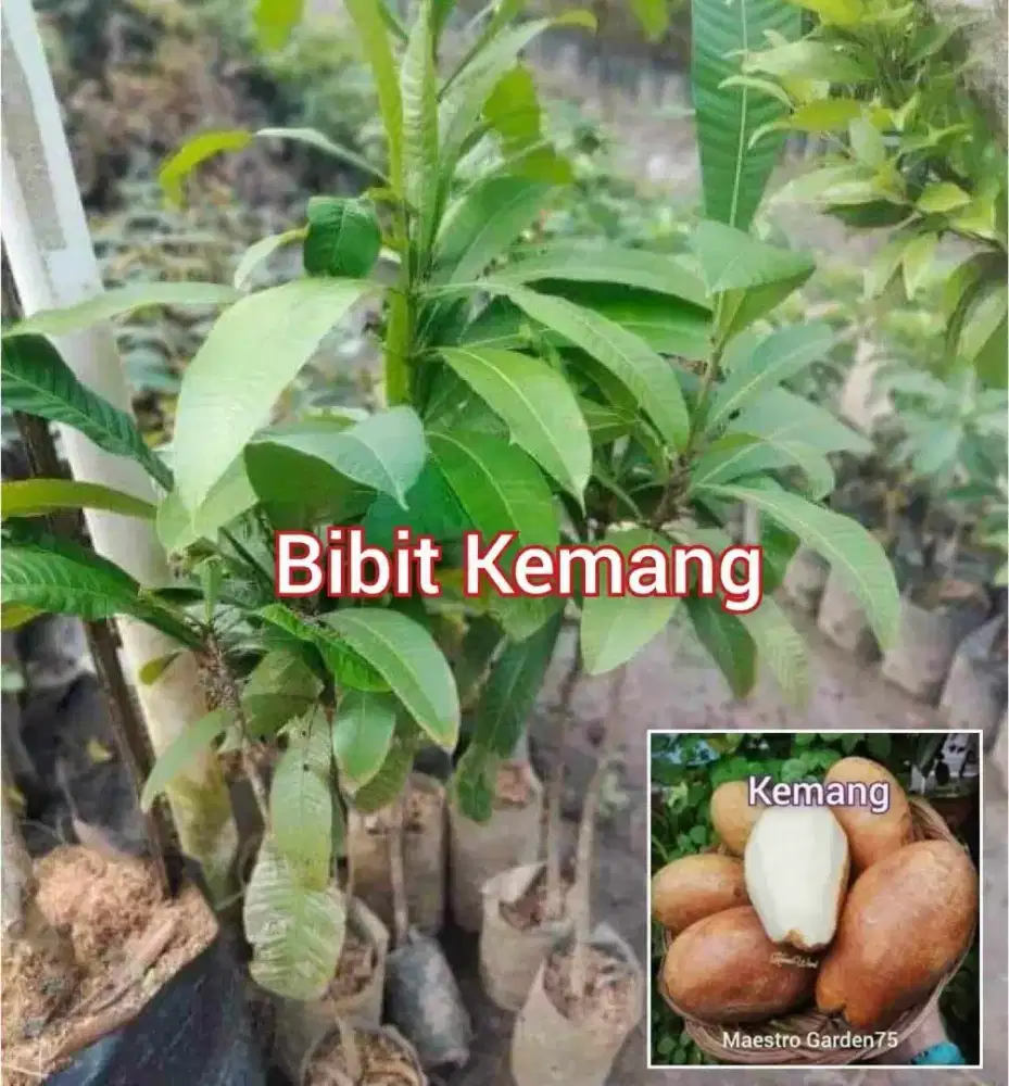 Bibit Asam Kemang Tinggi 1 Meter an