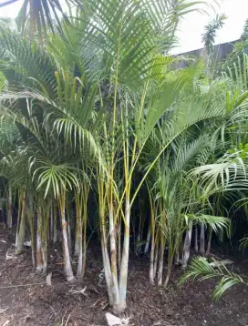 jual pohon palem kuning