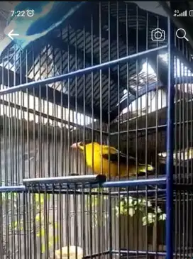 Burung kepodang emas / Bincarung