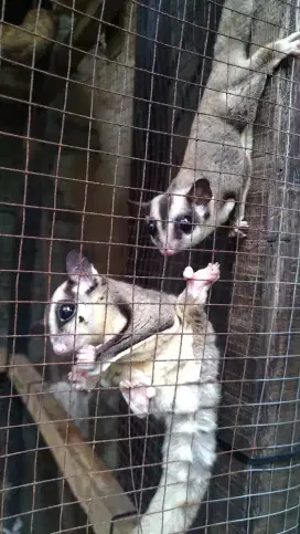 SUGAR GLIDER GREY DEWASA - SEPASANG