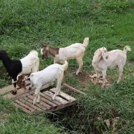 Jual kambing gibas atau kacangan