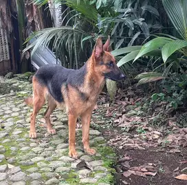 german shepherd herder gsd