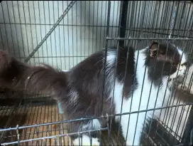 Kucing Persian Peaknose Jantan Super Jinak