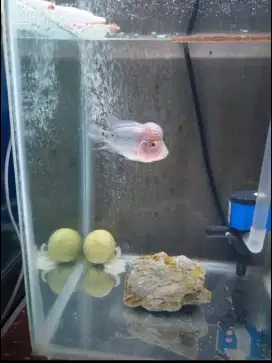Aquarium Ikan 60 x 60