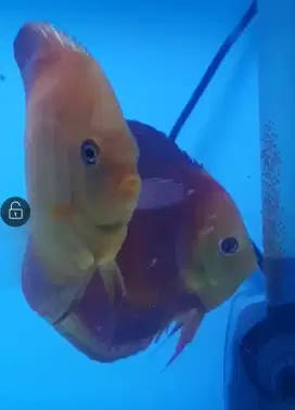 Ikan Discus pair Sun Merah & red Melom