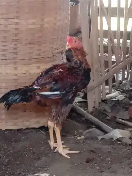 Ayam Mangonkhoy Upgrade Usia 5 Bulan Lebih