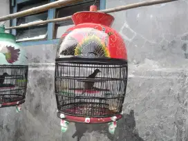 Perkutut bangkok