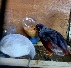 Burung puyuh batu hias Aviary