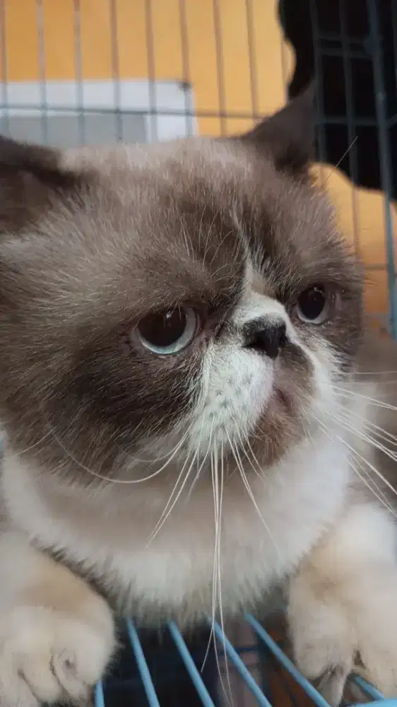 Peaknose exotic jantan