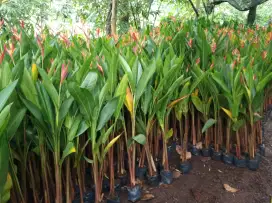 Jual tanaman hias pisang heliconia