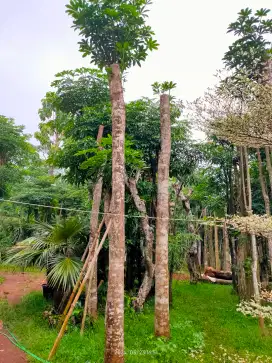 Pohon Pule Tunggal dan Cabang Grouping