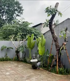 Jual Tanaman Pisang Kipas Hias/Kontruksi Pembuatan Taman